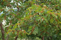 Anogeissus latifolia